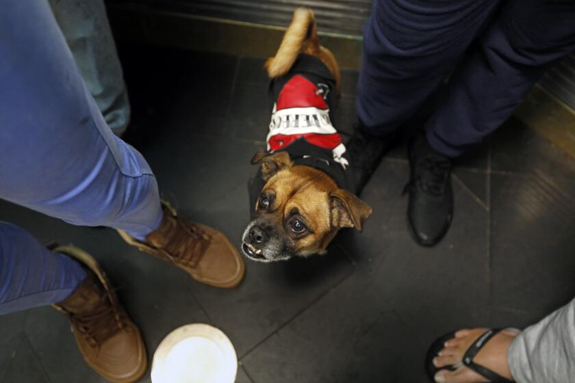 Los Angeles, California -Dec. 9, 2022-Rembrandt, the dog, rides the elevator of the Cecil Hotel, which accepts pets for its residents. The Cecil Hotel in downtown Los Angeles has been turned into a permanent supportive housing project. (Carolyn Cole / Los Angeles Times)