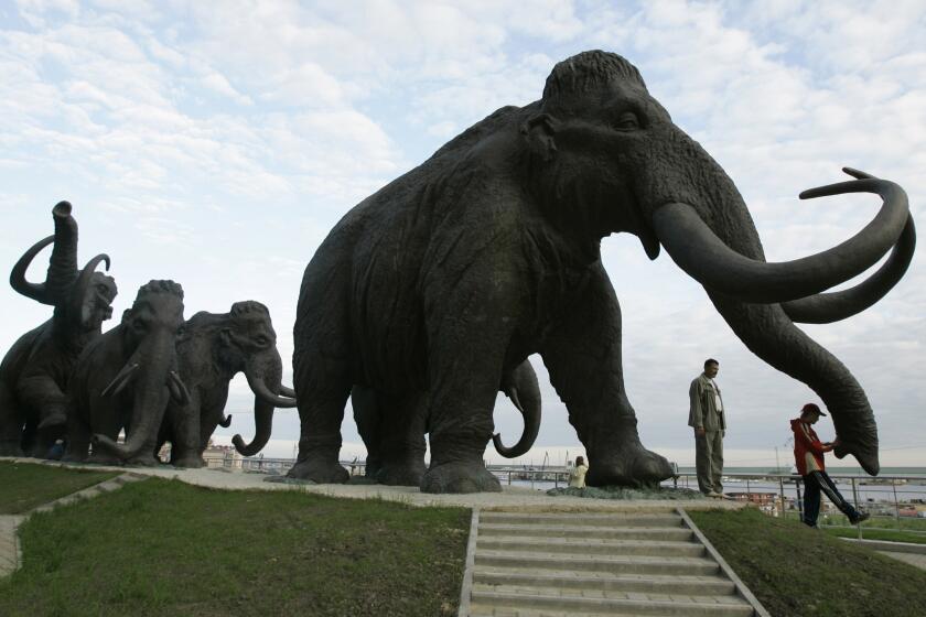 FILE - In this June 28, 2008 file photo a sculpture of mammoths is seen in the Siberian town of Khanty-Mansiisk, 2000 kilometers (1250 miles) east of Moscow, Russia. A Russian university said Tuesday that an international team of scientists have discovered well-preserved frozen woolly mammoth fragments deep in Siberia that may contain living cells, edging a step closer to the possibility of cloning the prehistoric animal. (AP Photo/Dmitry Lovetsky,File)