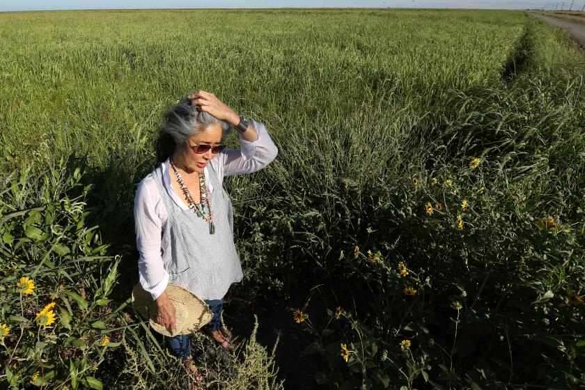 DOS PALOS, CA AUGUST 16, 2024 - Robin Koda walks from a field of Kokuho Rose rice at the family farm she's co-owned and managed with her brother as they transition production to their trademark licensee after being in business for nearly a century in South Dos Palos, Calif., Friday, Aug. 16, 2024. Koda Farms, which produces such items like heirloom rice that is utilized by chefs and home cooks throughout the world , has felt the pressure of rising costs from insurance, fertilizer and labor, along with lower yields, as reasons to shift their future business operations. (Gary Kazanjian / For The Times)