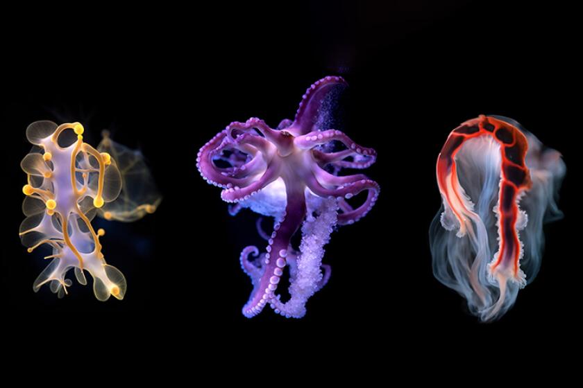 Brightly colored sea creatures appear as surreal abstract forms against a black background.