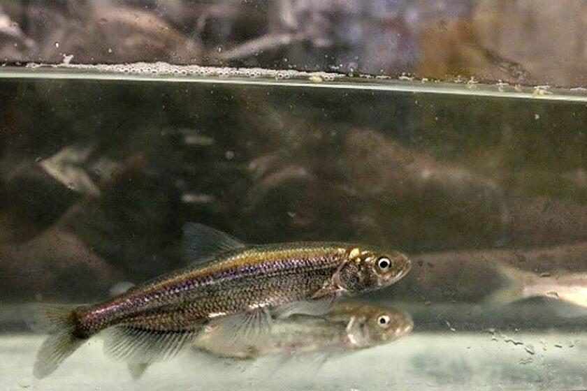 Longfin smelt at the UC Davis Fangue Lab. Photo courtesy of Brianna Yetter/UC Davis.