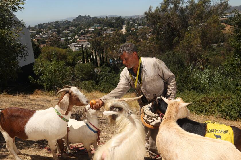 Los Angeles, CA - August 21: Dael Wilcox poses for a portrait while feeding his five goats on Wednesday, Aug. 21, 2024 in Los Angeles, CA. (Michael Blackshire / Los Angeles Times)