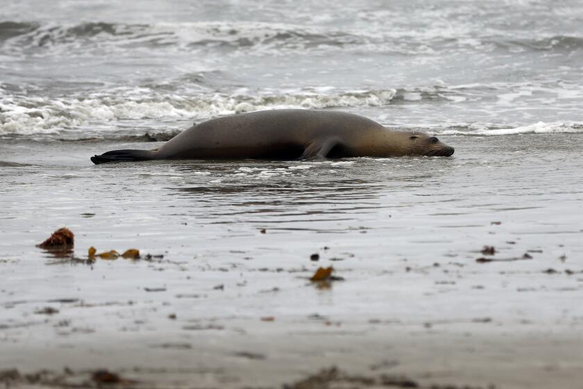 CAYUCOS, CALIFORNIA - AUGUST 05: A sick California sea lion lays on the water at Cayucos State Beach on August 05, 2024 in Cayucos, California. The Marine Mammal Center is seeing a surge of sick California sea lions washing up on Central California beaches in the past month exhibiting symptoms consistent with domoic acid poisoning, which leaves the mammals lethargic and suffering from seizures. The Marine Mammal Center, the world’s largest marine mammal hospital, typically respond to 60-80 sea lions per year impacted by the neurotoxin. Since July, 19th, they have responded to 70 calls for seal lions in distress. (Photo by Justin Sullivan/Getty Images)